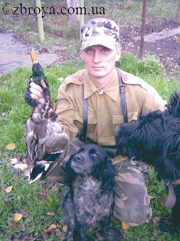 > <p>При этом он оставался все тем же любопытным и прожорливым балбесом, как и прежде. Однажды он украл пакет с костями и так обожрался, что у него остановился кишечник. Двое суток я выхаживал пса, который не ел, не пил, и был уже двумя лапами на том свете, а на третьи случилось чудо! В животе у него что-то очень громко булькнуло, заурчало и пес попросился на улицу.</p><p> В другой раз он украл и съел почти килограмм шоколадных конфет, от чего кишечник его взбунтовался, и я всю ночь бегал со Спартаком на улицу. Однако не всегда Спартак так относительно легко отделывался.</p><p> Когда ему было уже лет восемь пошли мы с ним пострелять уток. Дело было в конце декабря, перед самым Новым Годом. Морозец то ли был тогда очень слабеньким, то ли его вообще не было, но льда в тот день на воде не оказалось.</p><p> Мы шли по берегу густо поросшему камышом. Спартак деловито обнюхивал заросли, а я в напряжении ждал подъема уток. И вот, наконец, с громким кряканьем и хлопаньем крыльев взлетели две кряквы. Вторым выстрелом я сбил здоровенного селезня, который грузно плюхнулся вводу и Спартак поспешил мне его подать.</p><p> Побродив еще немного, но так и не найдя больше уток, я вернулся домой. Спартак забрался в свою теплую будку (жили мы тогда уже в поселке) и уснул. Вечером я не обратил внимание, что он как-то вяло выбрался ужинать, а утром пес не вышел из будки вообще. Задние лапы его вообще не слушались, а малейшее прикосновение к пояснице вызывало у бедняги сильную боль, от чего он визжал и кусался. Я не знал тогда, как лечить радикулит, а ветеринары не работали, так был праздник. Лечил я тогда своего пса как мог: грел грелкой, делал массаж, потом еще уколы колол, которые одна ветврач посоветовала.</p><p> Только помогали они плохо. Это уже много позже, когда пес встал на ноги, я от 