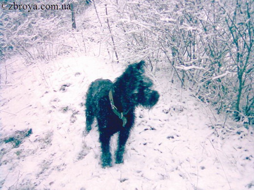 > <p>Не одолел я и половины пути до насыпи, как мои псы сами вернулись ко мне. В их глазах читались растерянность и недоумение. Стрелок на тепловозе выстрелил еще дважды и из-за насыпи донеслось полное боли и страха собачье завывание. Третий выстрел оборвал его. Мои Атос и Спартак не торопились бежать разыскивать битую дичь. Теперь я понял, в чем дело. Стрелок вовсе не браконьерил. Он выполнял указание своего руководства. В этом году уж очень много расплодилось бродячих собак. Стаи по пять-шесть особей часто встречались на улицах города — в центре и на окраинах, на территории заводов и шахт, школ, детских садов. Городские власти дали негласное указание руководителям предприятий своими силами бороться с бродячими животными. А те, в свою очередь, решили, что дешевле и проще будет, если собак будут отстреливать сами сотрудники предприятий, среди которых немало охотников. Желающих выполнять эту грязную, но необходимую работу нашлось достаточно. Во-первых, можно было заработать отгул или премию, а во-вторых, стрельнуть 