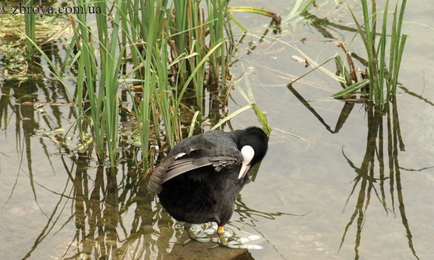 > <p>Держатся лысухи преимущественно на пресноводных водоемах, с развитой околоводной растительностью. Весной они разбиваются на пары, и самец наравне с самкой принимает участие в строительстве гнезда, высиживании кладки и воспитании выводка. В конце лета переленявшие взрослые птицы и подросшие птенцы собираются в большие стаи. Большую часть времени они проводят в непролазных зарослях, где устраиваются на заломах камыша или среди заросших осокой кочек. И лишь с рассветом выплывают на чистые плесы. Здесь они проводят большую часть дня, не забывая внимательно наблюдать за обстановкой. При появлении болотного луня или другого пернатого хищника лысухи сбиваются в плотную стаю, и, подняв вверх клювы, готовятся отражать нападение. В момент нападения птицы переворачиваются на спину и выставляют навстречу врагу свои когтистые лапы, знакомство с которыми ничего хорошего врагу не сулит.</p><p> Образ жизни лысухи коренным образом нарушается, если ее преследуют охотники. Во время охоты лысуха стремится спрятаться в густых зарослях. Вообще, лысухи летать не любят, поднимаются с воды тяжело, после большого разбега.</p><p> Если вы поставите лодку среди камышей и лысухи вас заметят, они, как правило, не спешат укрыться. Наоборот, прилагают все усилия для того, чтобы уяснить обстановку и чуть ли не лезут в лодку. Одни осторожно подплывая, пытаются рассмотреть сквозь стенки камыша вашу