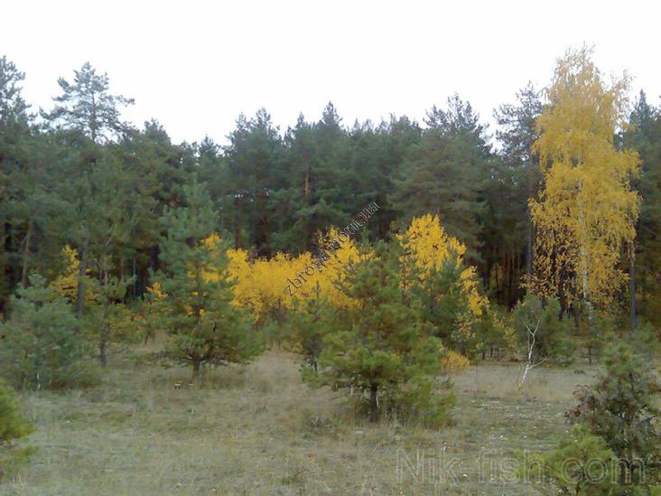 > <p>Тишина в горах и на озерах. Изредка в небе протянет запоздалая стайка хохлатой чернети. Эти проворные утки летят молчаливо, не останавливаются на жировку в заливах нашей реки. Я провожаю их взглядом, направляюсь к лесу.</p><p> Куропатки поднимаются с пашни всей стаей сразу.</p><p> Как всегда, я опоздал приготовить лук! Стрела втыкается в землю далеко в стороне. А птицы рассыпались в воздухе, как зерна, брошенные из лукошка рукою деда. Самец сидит в борозде, подпрыгивает и стрекочет:</p><p>