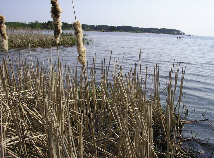 > <p>Вечером позвонил друг — охотник Евгений. Предложил послезавтра, в пятницу, ехать на охоту. Слыхал, что в Москве сильно похолодало, значит, пойдет к нам северянка.</p><p> На охоту я всегда готов.</p><p> Собираться мне недолго. Главное, ружье не забыть, патронташ — тоже, ну и без длинных резиновых сапог, конечно, не обойтись...</p><p> Пятница, первое ноября.</p><p> Вечером, в половине пятого, мы с Евгением уже катили в его