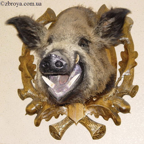 > <p>Мне приходилось видеть охоты в Средней Азии, на Сыр-Дарье, а также в некоторых местах Закавказья; и там, и тут собирают стаю беспородных собак и с ними ходят на кабанов. Важно, чтобы собаки были злобные, хорошо притравленные на кабана. Настигнув зверя, они должны как можно дольше держать его, пока не подоспеют охотники. Среди этих собак попадаются иной раз и гончие, и сеттеры, вернее помеси с этими породами. В Закавказье мне рассказывали про красного сеттера, с большой злобой преследовавшего кабанов; он даже делал стойки по свежим лёжкам. В тех местах, где свиньи не угрожают культурным посевам, охота таким способом запрещена, потому что собаки ловят и рвут поросят.</p> 