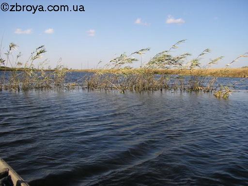 На плёсах в тростниках