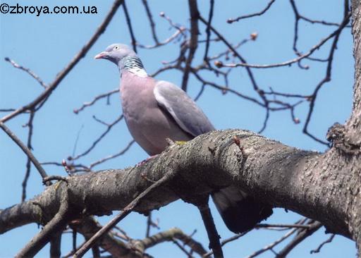 Вяхирь - дикий голубь