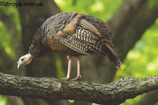 Индюк как замена глухаря