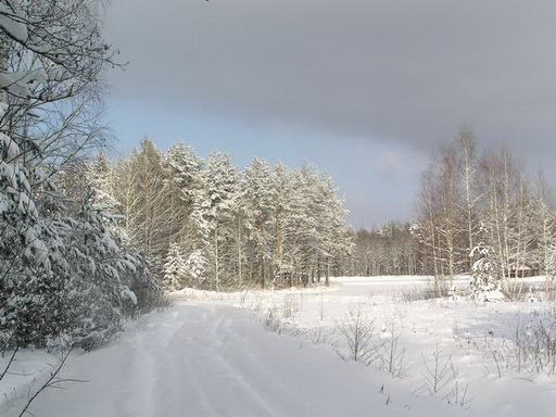 С карабином за лисой и волком
