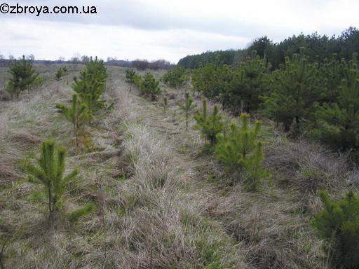 Весенняя пора