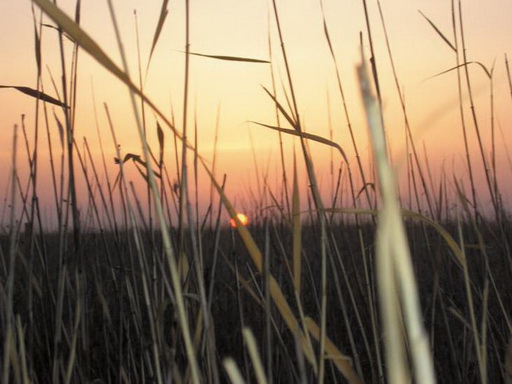 Тетеревиные поляны