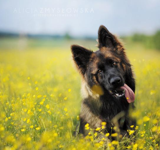 Радости и печали